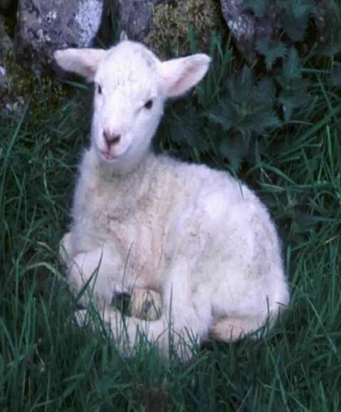 lamb.joe.jpg lamb.joe.jpg