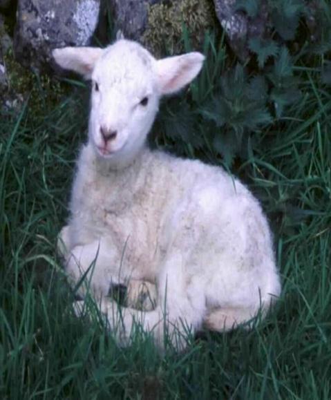 Lamb